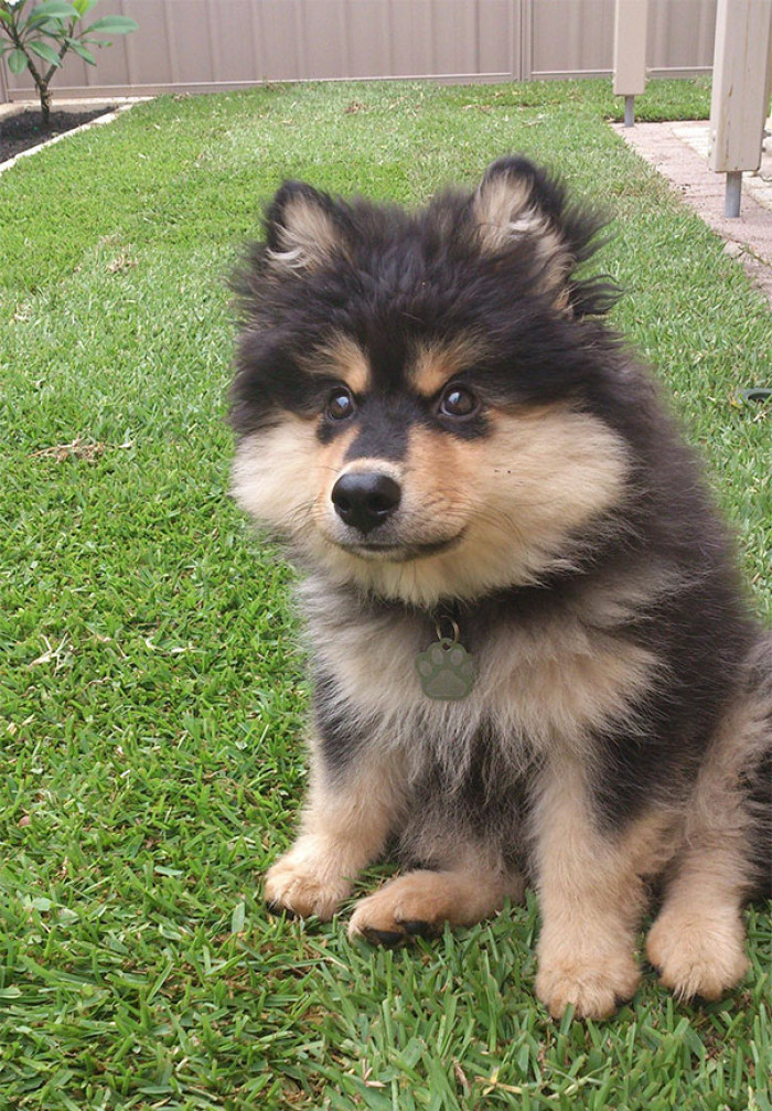 #37 This little man is Loki, he apparently loves to destroy shoes, then he'll steal your heart!