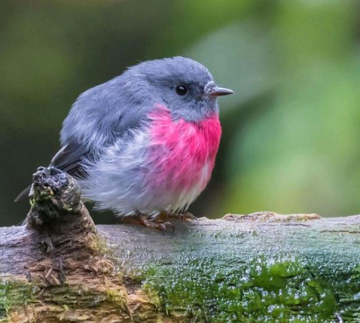 Rose Robins mostly feed on insects they find in tree canopies