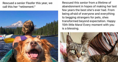Senior Cats And Dogs That Are The Best Proof Showing Us That No Pet Is Too Old To Be Adopted