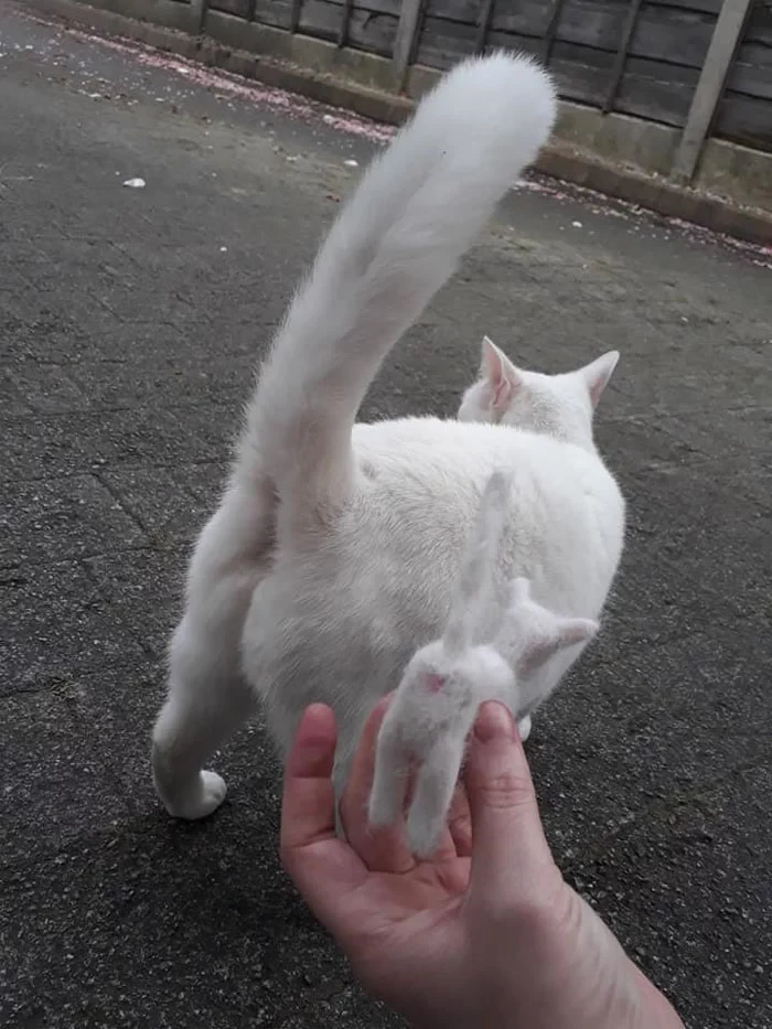 The use of dye was genius.