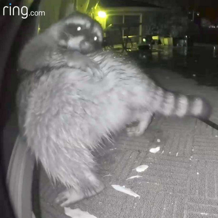 Recently, a raccoon visited the Lee family's property, but the critter didn't find any food.