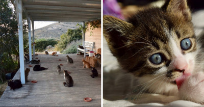 Every Cat Lovers Dream Job On A Greek Island Is Everything You Need Right Now