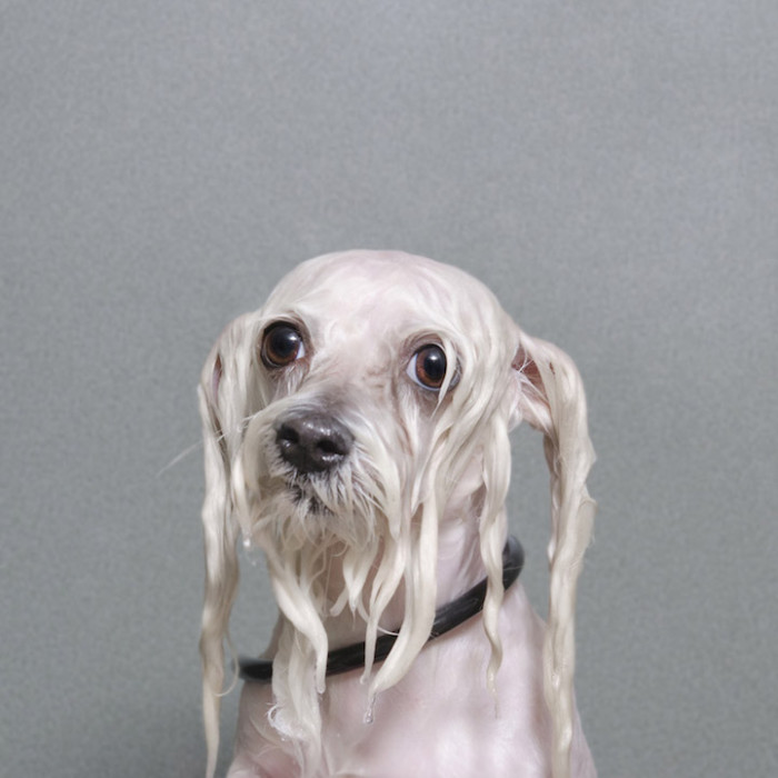2. Buddy