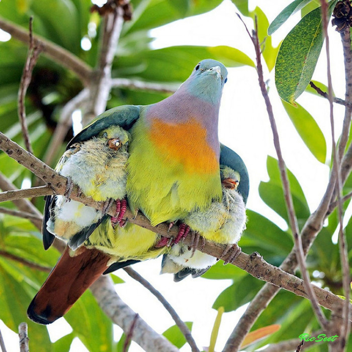 6. Mama bird keeping her birds under her wings