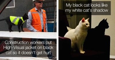 Pictures of Black Cats Will Make You Want to Run Out and Adopt One Immediately