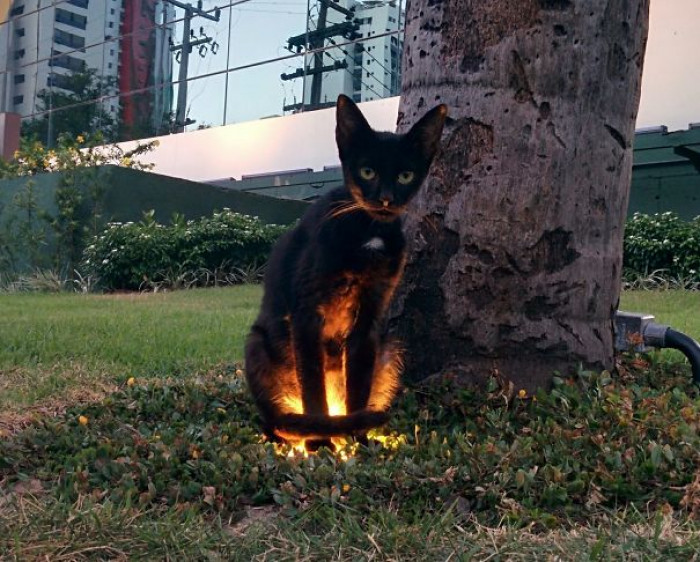 5. This feline just opened a portal to another world.