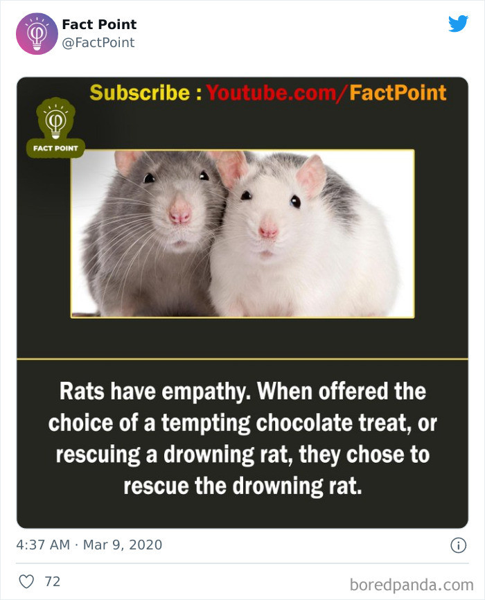 5. They Are Not Just Rats.