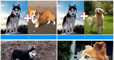 Adorable Mixed Breed Doggos Show Us That You Don't Have To Get A Purebred If You Want An Awesome Dog