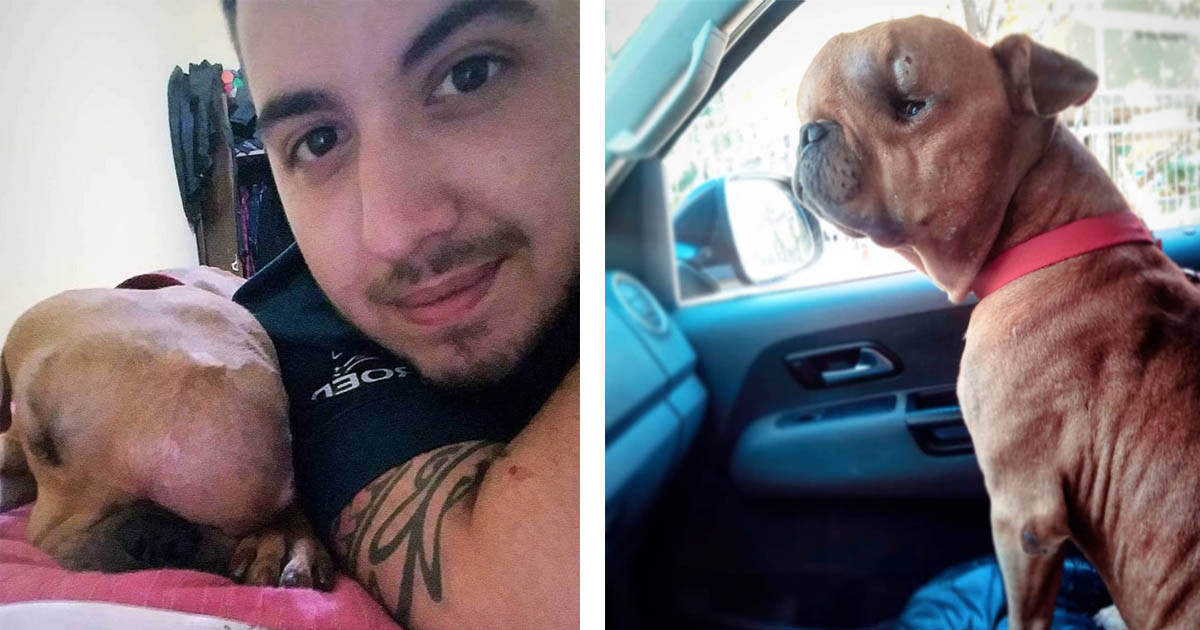 Man Adopts Dog With Tumor So He Can Live Out The Rest Of His Life Knowing ‘Unconditional Love’