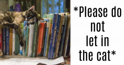 Max The Cat Was Banned From The Library And The Internet Hilariously Demands Answers