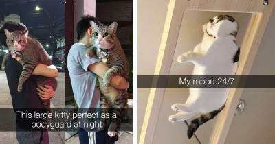 More Hilarious Cats To Satisfy Your Insatiable Hunger For Cats