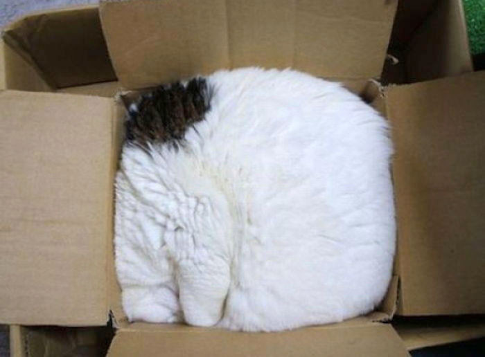 A Study Shows That Cats Love Boxes So Much Because They Reduce Stress