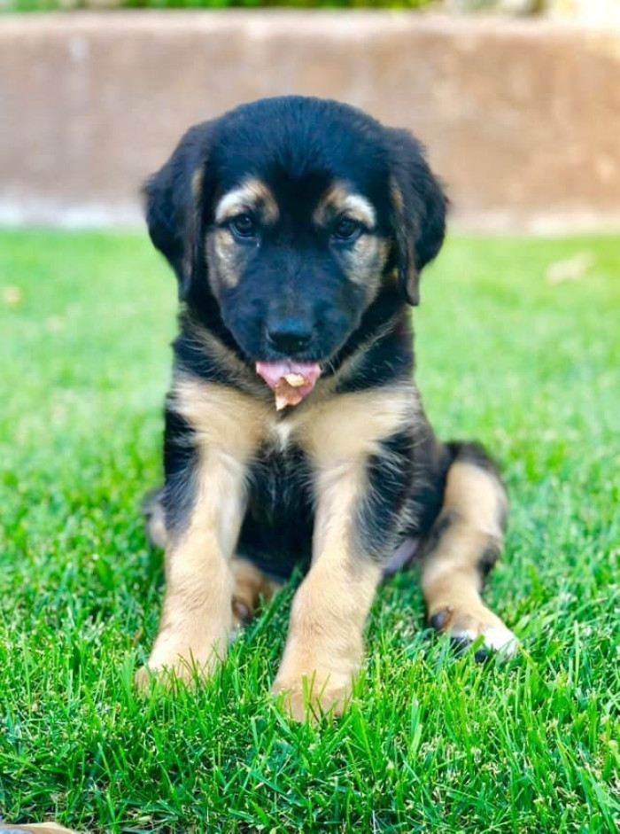 Look, he's sticking his tongue out at you! Just kidding; he's chilling and eating a leaf.