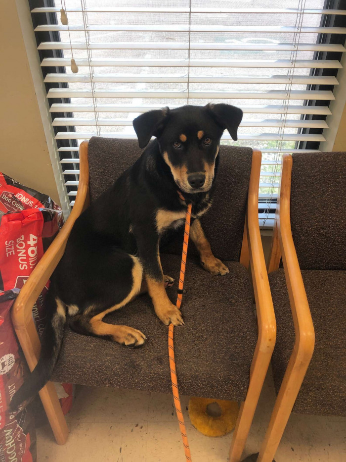 Her owner took her to the shelter