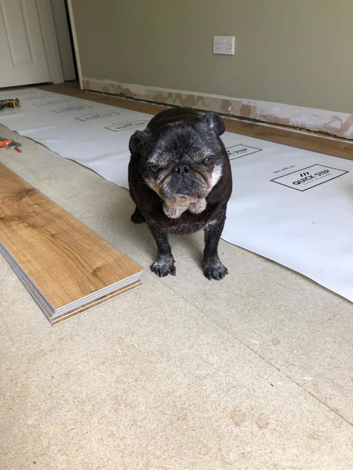 38. "My dad is doing flooring at a house and has an elderly gentleman called Bob supervising the works, 16 years young."