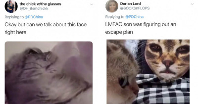 Confused Cats Freak The Heck Out After Seeing Their Hoomans With A Cat Filter On