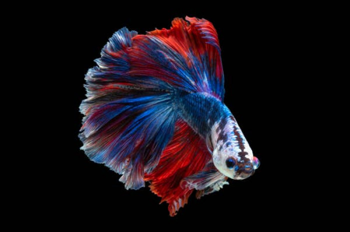 8. Crowntail beta