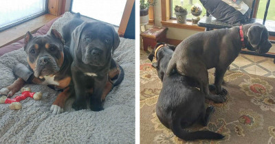 Cane Corso Puppy Shows His Love By Sitting On His Doggo Family And It's The Cutest Thing Ever
