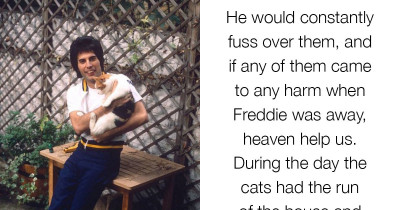 Freddie Mercury Loved His Cats Like Children And Cat Lovers Everywhere Totally Understand