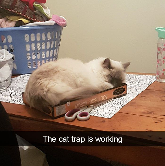 3. Setting a trap for a cat...