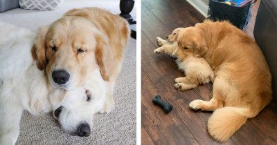 Cute Golden Retriever Dogs Are Constantly Using Each Other As Pillows During Their Nap Sessions