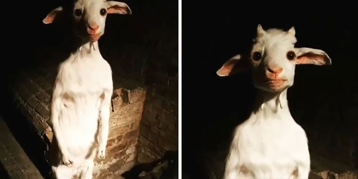 38. Creepy Standing Goat To Haunt Your Dreams