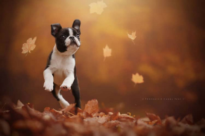 5. Cuteness