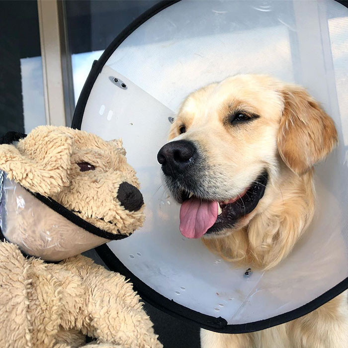 “Oh my gosh, Barley brings Fluffy EVERYWHERE! Every morning, Barley wakes up and jumps up on our bed with Fluffy. Then Barley brings him out for a morning stroll. They chill together the entire day, it’s the sweetest thing.”