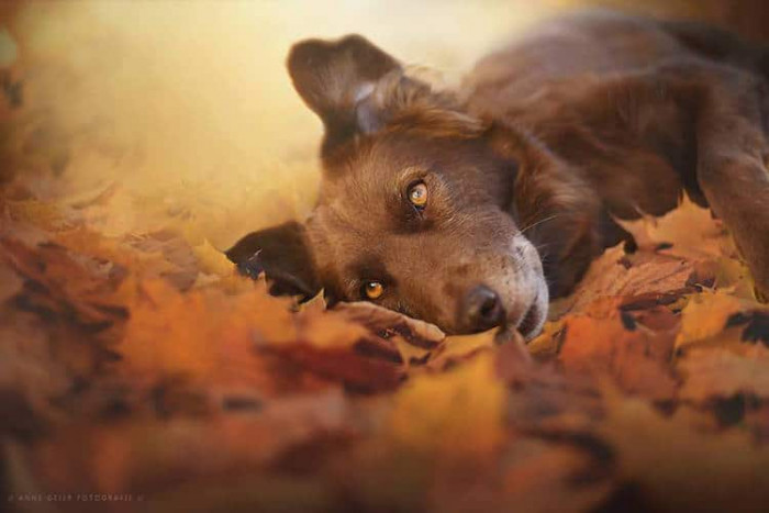 10. Colors of Autumn