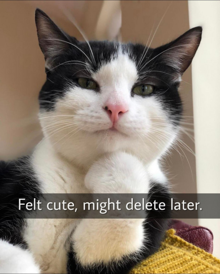 This is Mr. Pickles, and I love him.