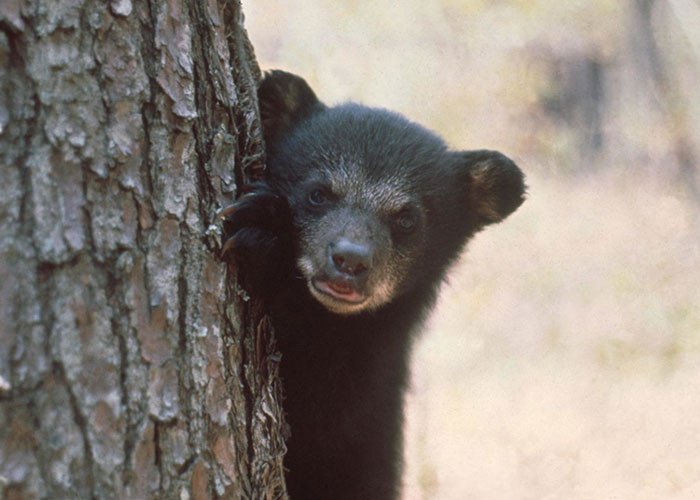 10. Toddler on a bear