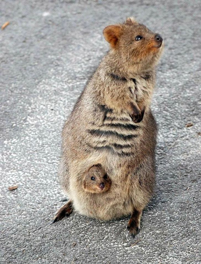 19. Okay, I love the little baby in the mom's pouch. This is too cute. 