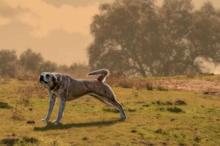 1. Anatolian Shepherd