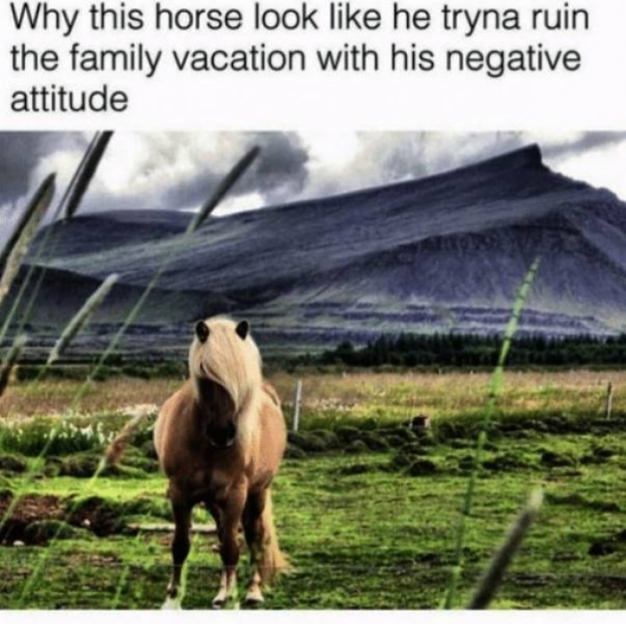 1. Forget the attitude, this horse's rocking a bad-ass hair day. 