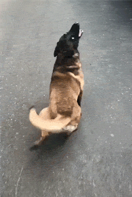 Wiggle, wiggle, wiggle, wiggle!