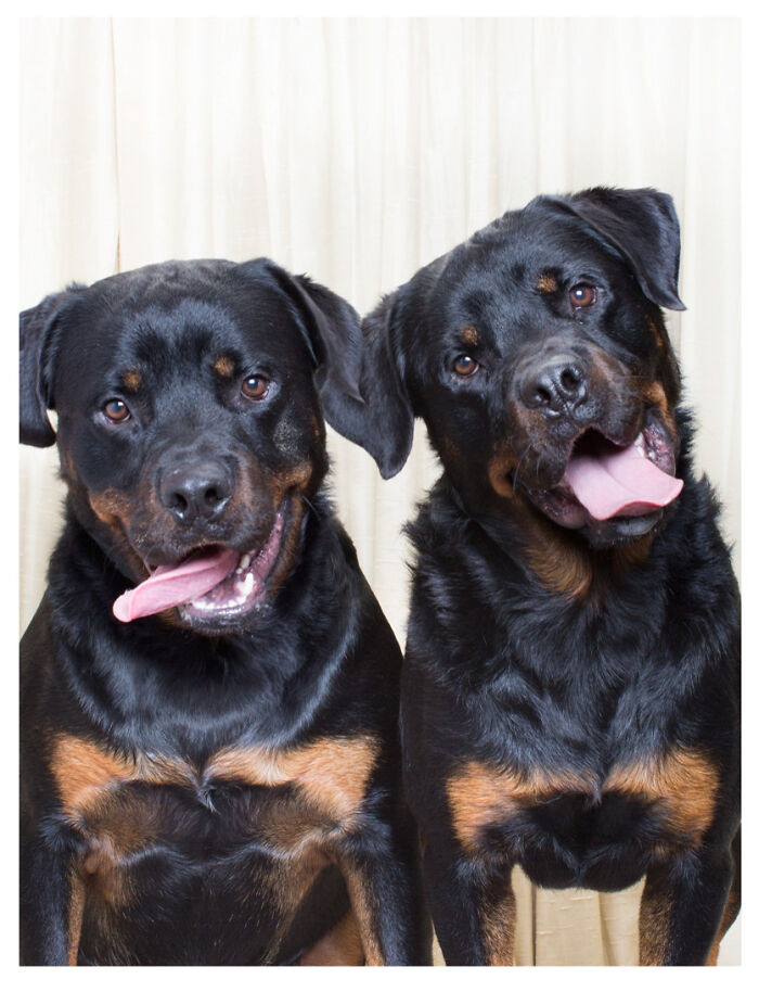 30. Rottweiler Duo