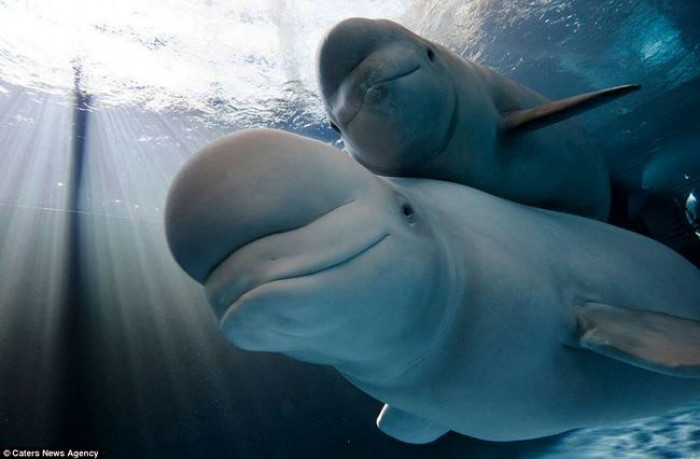 32. Baby and mom Beluga