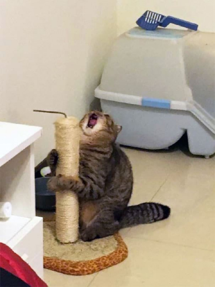 42. "I JUST WANTED A SNACK!! WHYYYY!"