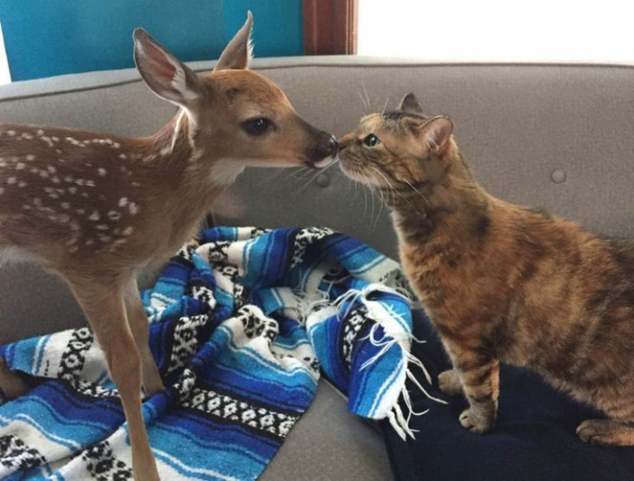 1. “My cat met a baby deer today.”