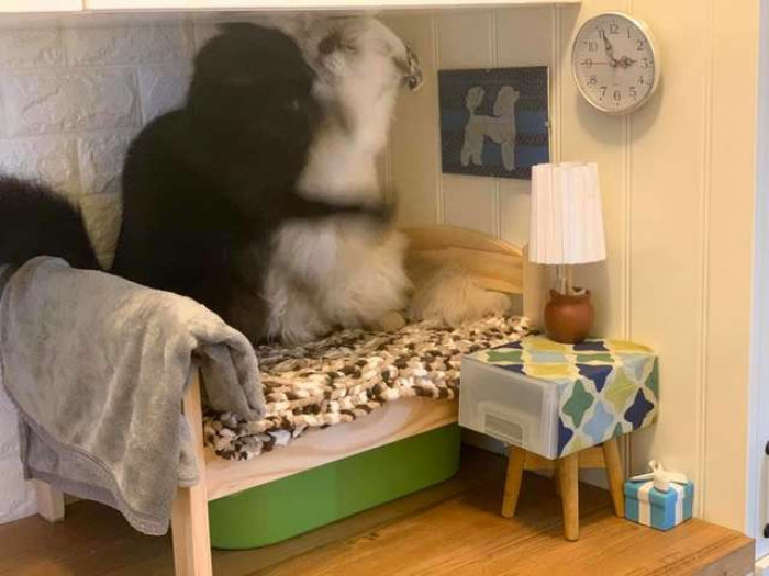 “Snowball thinks he is a human, so he only uses human furniture,” Komine told The Dodo.