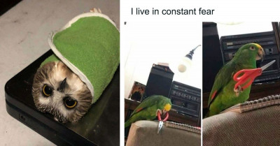 40 Funny Bird Posts That Are Too Adorable Not To Share