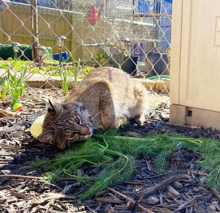 Although T'challa does not eat vegetables, as he is a wild cat, he likes them as toys. He enjoys playing with them but has never tried to eat them.
