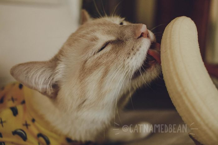 Cat Obsessed With Bananas Is Going Viral For His 