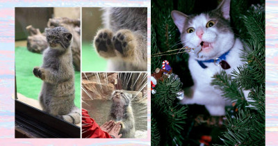 More Amazing Cats For Your Viewing Pleasure