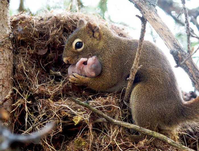 10. Squirrel holding its newborn