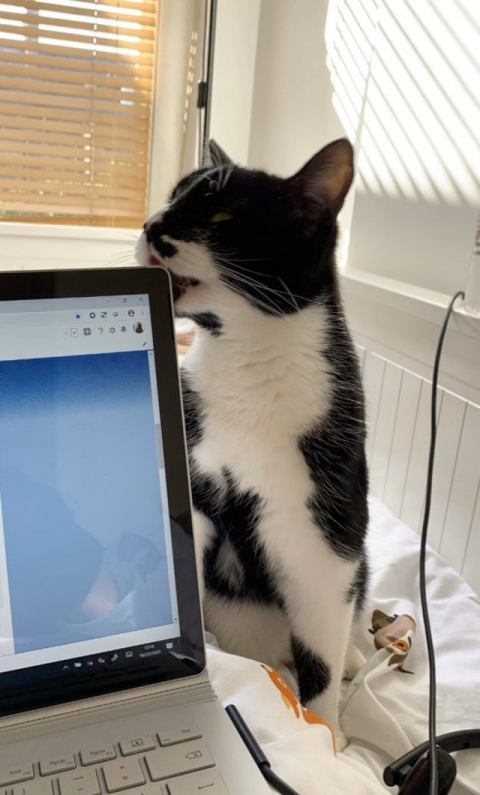 9. This cat doesn’t like the fact that her owner has to work.
