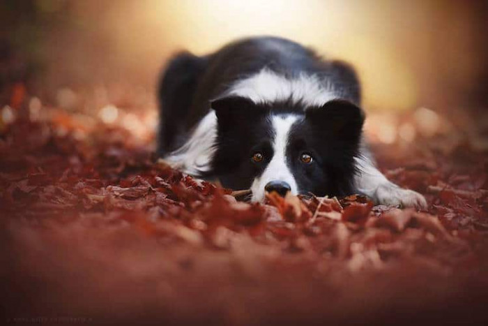 Kira and a serene dog in autumn tones, pure cuteness.