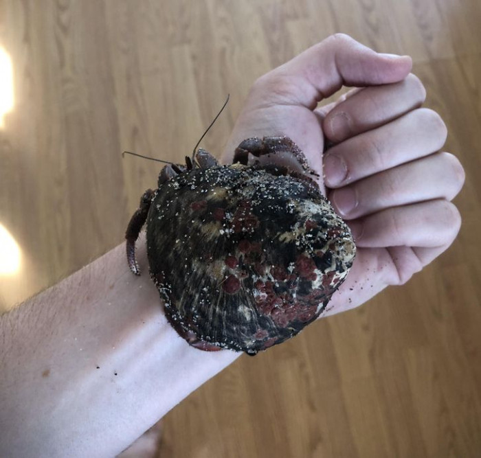 7. Here is an example of an extraordinary friendship between a hermit crab and a human being.