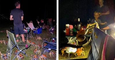 Family Went On A Camping Trip To A Remote Australian Island, But Were Suddenly Surrounded By Big Carnivorous Crabs