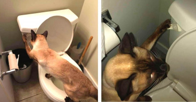 Cat Is Obsessed With Flushing The Toilet And Does It Constantly Throughout The Day